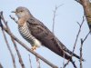 Cuckoo at Gunners Park (Steve Arlow) (82830 bytes)